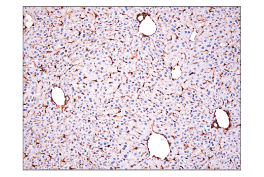 Immunohistochemistry Image 4: CRMP-2 (D8L6V) Rabbit mAb