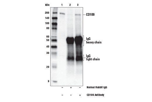 Immunoprecipitation Image 1: CD109 Antibody