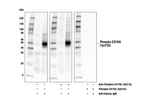 Western Blotting Image 2: Phospho-CD79A (Tyr210) Antibody