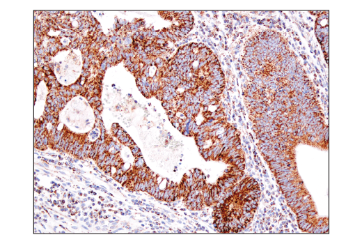 Immunohistochemistry Image 3: IDH2 (D8E3B) Rabbit mAb (BSA and Azide Free)