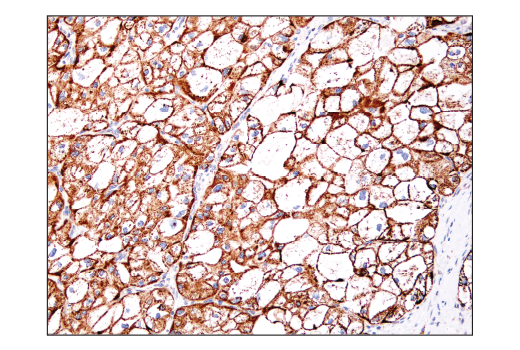 Immunohistochemistry Image 5: IDH2 (D8E3B) Rabbit mAb (BSA and Azide Free)