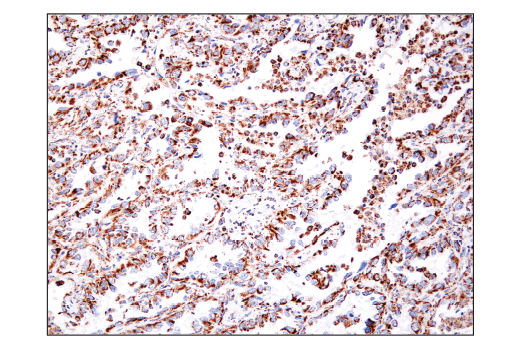 Immunohistochemistry Image 6: IDH2 (D8E3B) Rabbit mAb (BSA and Azide Free)