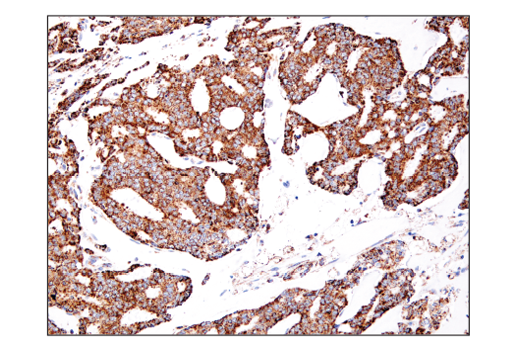 Immunohistochemistry Image 7: IDH2 (D8E3B) Rabbit mAb (BSA and Azide Free)