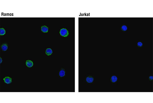 Immunofluorescence Image 1: CD19 Antibody