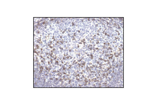 Immunohistochemistry Image 1: CD45 (136-4B5) Mouse mAb