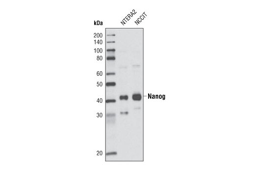 Western Blotting Image 1: Nanog Antibody