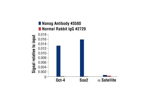 Chromatin Immunoprecipitation Image 1: Nanog Antibody