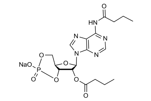  Image 1: Dibutyryl-cAMP (sodium salt)