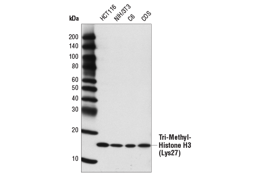 Western Blotting Image 1: Tri-Methyl-Histone H3 (Lys27) (C36B11) Rabbit mAb (BSA and Azide Free)