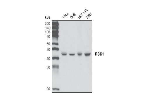 Western Blotting Image 1: RCC1 Antibody