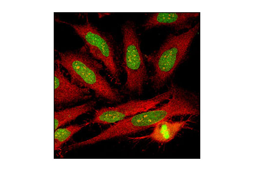 Immunofluorescence Image 1: RCC1 Antibody