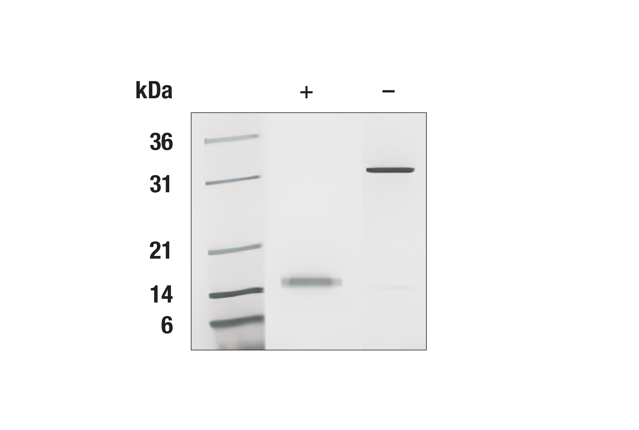  Image 2: Human CSF-1/M-CSF Recombinant Protein