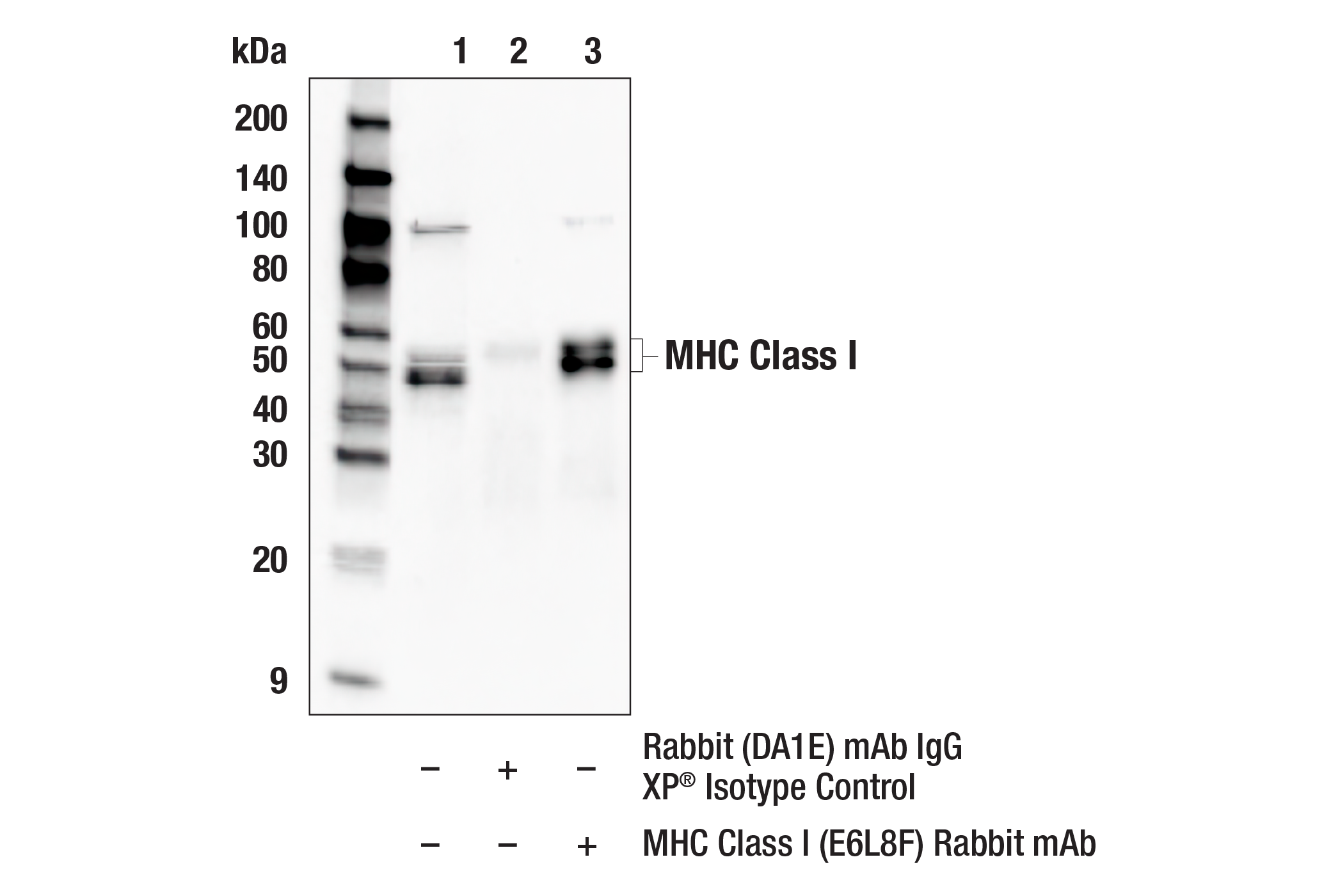 Immunoprecipitation Image 1: MHC Class I (E6L8F) Rabbit mAb
