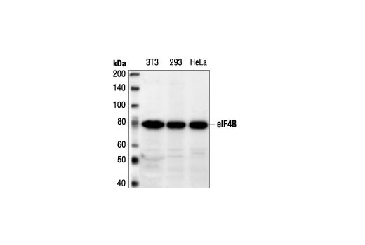 Western Blotting Image 1: eIF4B Antibody