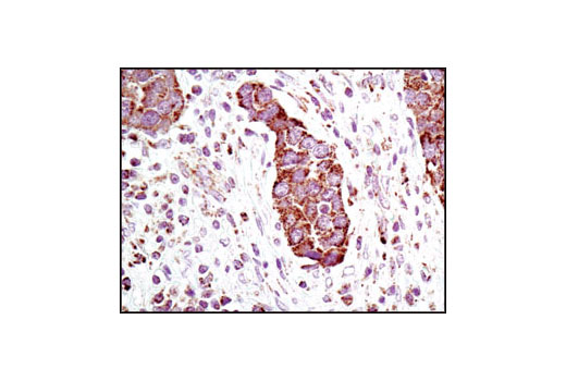 Immunohistochemistry Image 1: Grp75 (D13H4) XP® Rabbit mAb