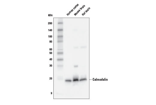 Western Blotting Image 1: Calmodulin (D1F7J) Rabbit mAb