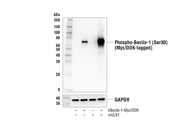 Western Blotting Image 3: Phospho-Beclin-1 (Ser30) (E1C4X) Rabbit mAb