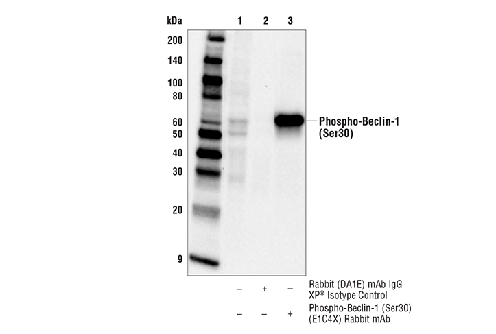 Immunoprecipitation Image 1: Phospho-Beclin-1 (Ser30) (E1C4X) Rabbit mAb