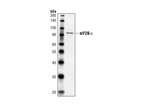 Western Blotting Image 1: eIF2B-ε Antibody