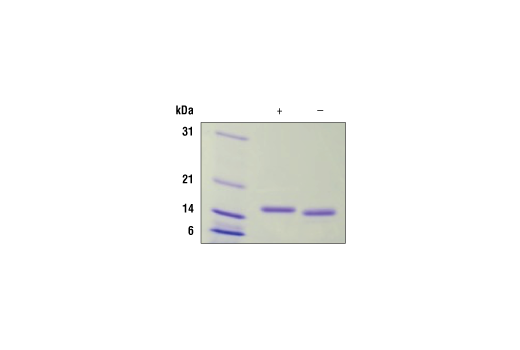  Image 2: Human IL-10 Recombinant Protein