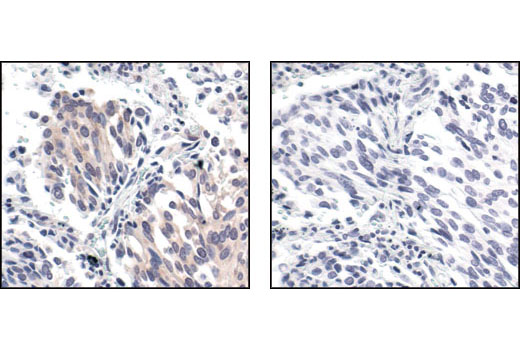 Immunohistochemistry Image 4: Phospho-eIF2α (Ser51) (119A11) Rabbit mAb