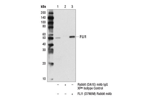 Immunoprecipitation Image 1: FLI1 (D7N5M) Rabbit mAb