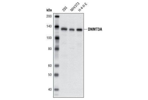  Image 2: DNMT3A Antibody Sampler Kit