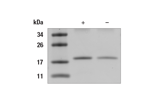  Image 1: Human IFN-α 2b Recombinant Protein