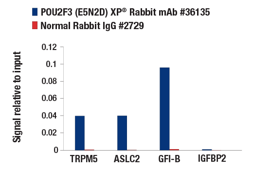 Chromatin Immunoprecipitation Image 1: POU2F3 (E5N2D) XP® Rabbit mAb