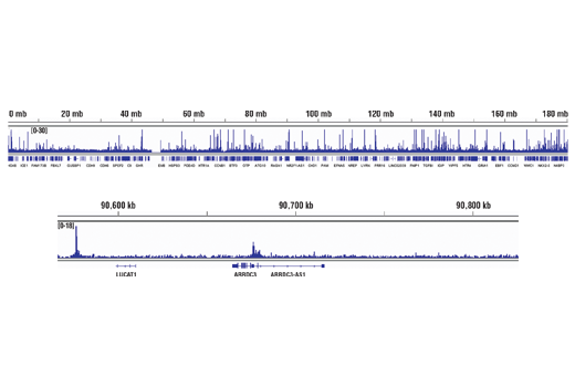 Chromatin Immunoprecipitation Image 2: HIF-1α (D1S7W) XP® Rabbit mAb