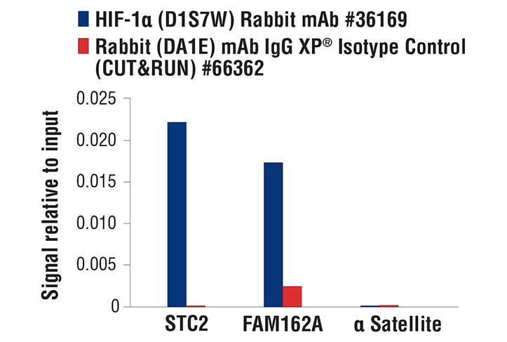 CUT and RUN Image 3: HIF-1α (D1S7W) XP® Rabbit mAb