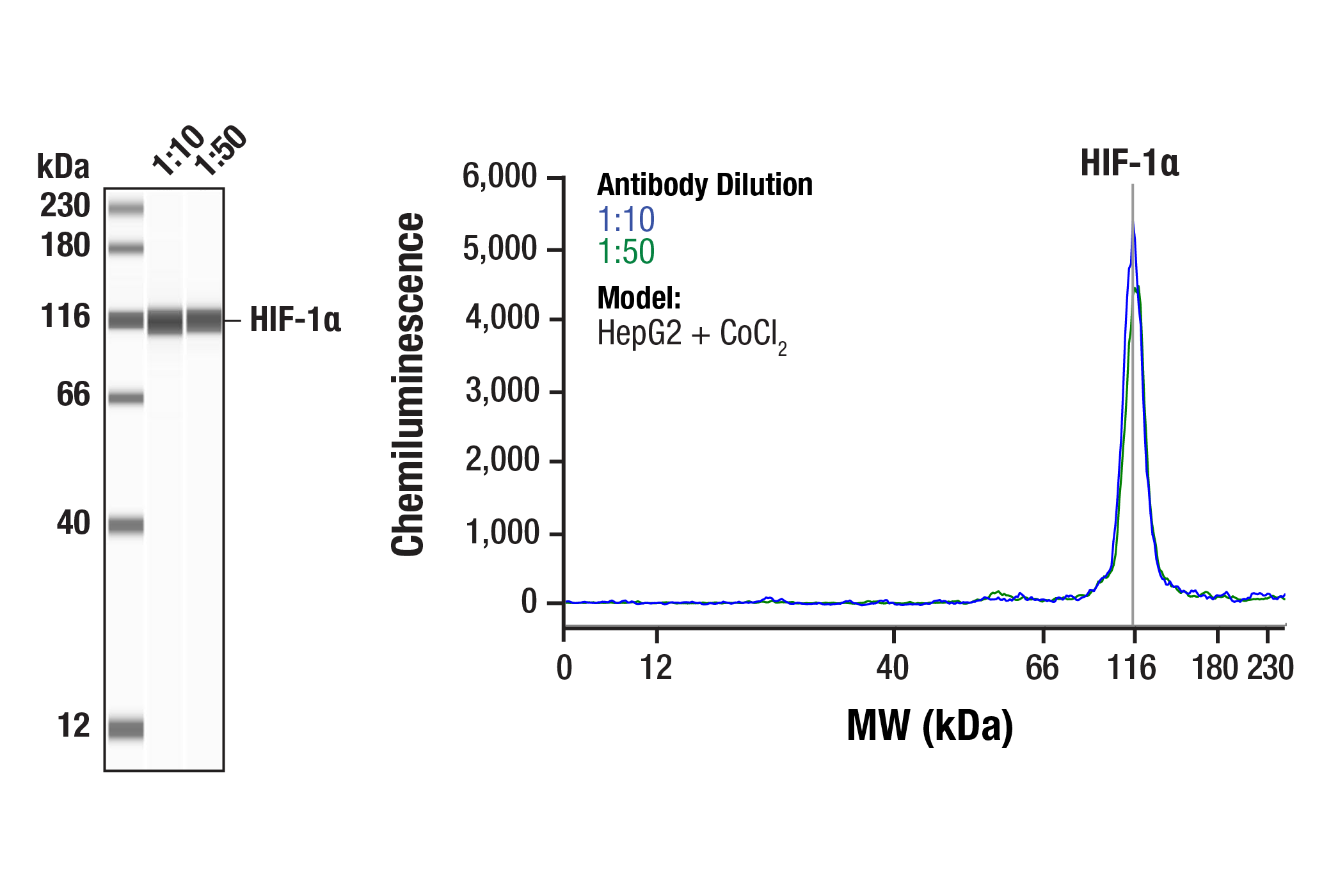 Western Blotting Image 1: HIF-1 alpha (D1S7W) Rabbit Monoclonal Antibody