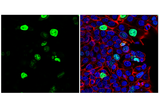 Immunofluorescence Image 2: Cre Recombinase (D7L7L) XP® Rabbit mAb (Alexa Fluor® 488 Conjugate)