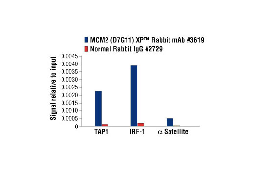  Image 36: Microglia Proliferation Module Antibody Sampler Kit
