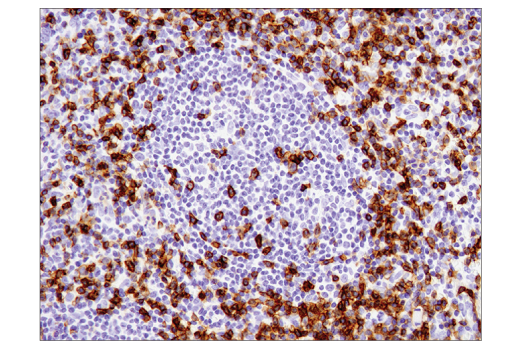 Immunohistochemistry Image 1: CD45RO (UCHL1) Mouse mAb (IHC Specific) (BSA and Azide Free)
