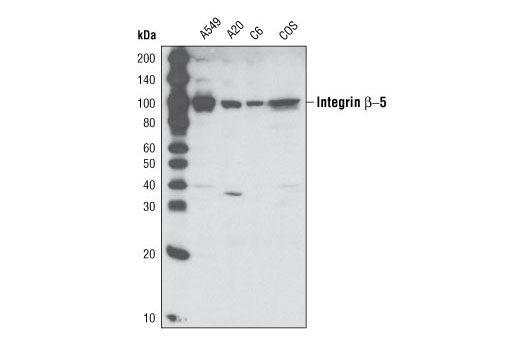  Image 4: Integrin Antibody Sampler Kit