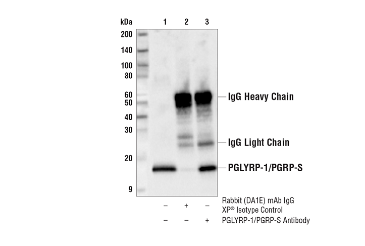 Immunoprecipitation Image 1: PGLYRP-1/PGRP-S Antibody