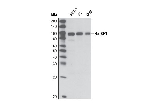 Western Blotting Image 1: RalBP1 (I33) Antibody