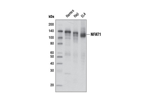 Western Blotting Image 1: NFAT1 (D43B1) XP® Rabbit mAb (BSA and Azide Free)