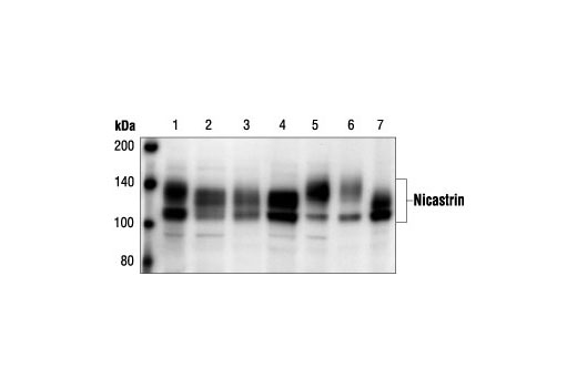 Western Blotting Image 1: Nicastrin Antibody