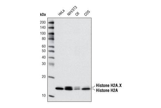 Western Blotting Image 1: Histone H2A (L88A6) Mouse mAb