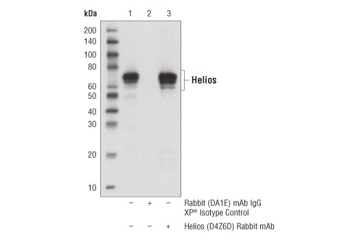 Immunoprecipitation Image 1: Helios (D4Z6D) Rabbit mAb