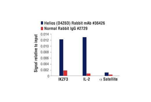 Chromatin Immunoprecipitation Image 1: Helios (D4Z6D) Rabbit mAb