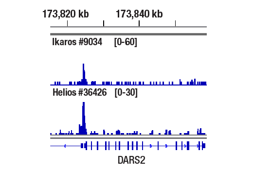 CUT and RUN Image 1: Helios (D4Z6D) Rabbit mAb