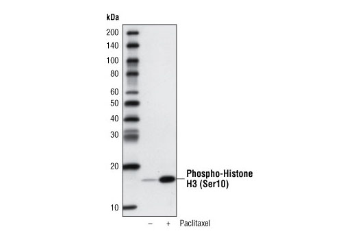 Western Blotting Image 1: Phospho-Histone H3 (Ser10) (D2C8) XP® Rabbit mAb (Biotinylated)