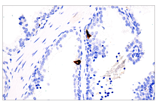 Immunohistochemistry Image 2: CHGA (5H7) Mouse mAb