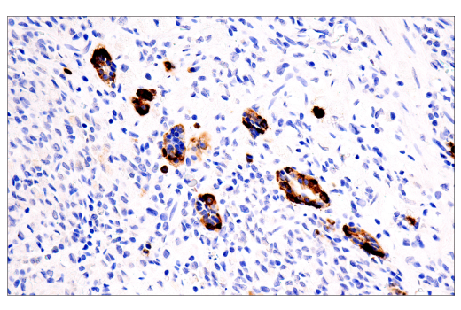 Immunohistochemistry Image 1: CHGA (5H7) Mouse mAb
