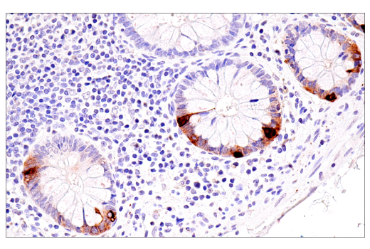 Immunohistochemistry Image 5: CHGA (5H7) Mouse mAb