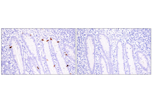 Immunohistochemistry Image 6: CHGA (5H7) Mouse mAb