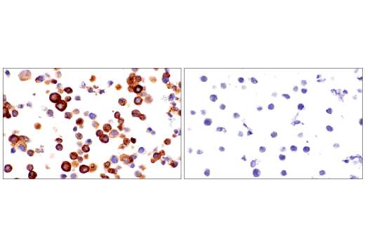 Immunohistochemistry Image 7: CHGA (5H7) Mouse mAb